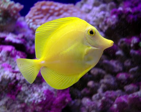 chennai aquarium fish online|Buy Aquarium Fish Online: Aquarium Tanks & Plants .